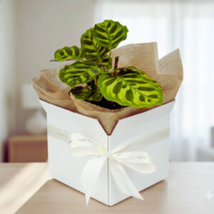 Read more about the article Calathea Makoyana Indoor Plant