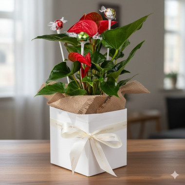 You are currently viewing Anthurium & Lindt Chocolate Gift