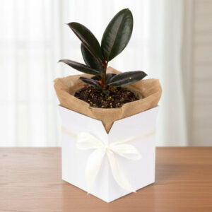 Read more about the article Potted Burgundy Ficus Plant